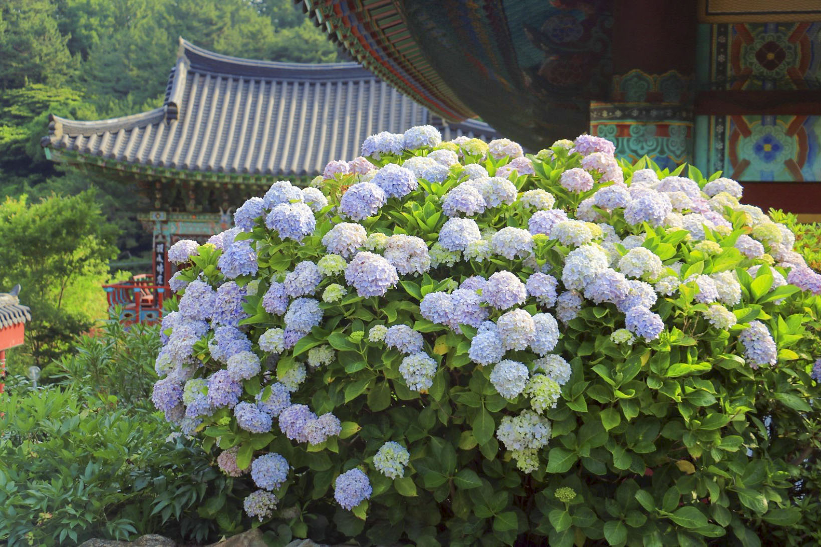 연화사