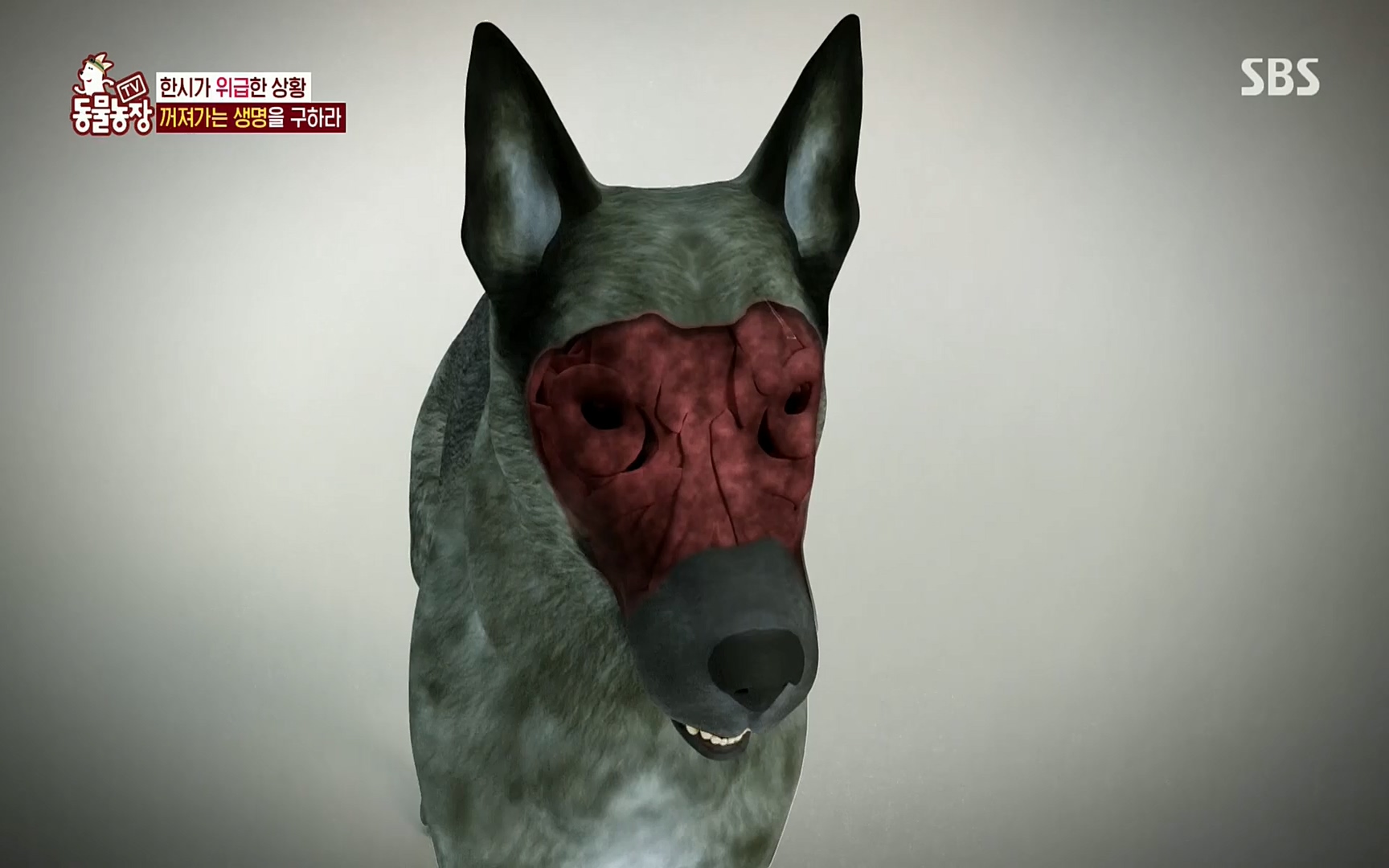 TV 동물농장.E1077.220710p.H264-F1RST.mp4_20220710_175437.214.jpg