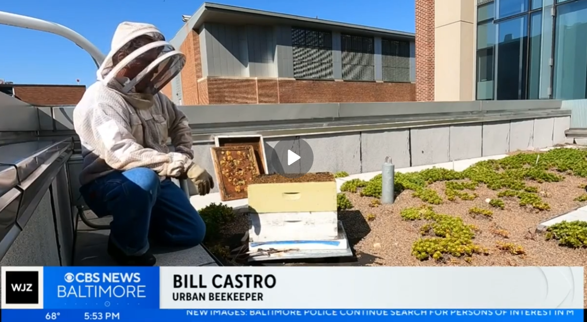 Rooftop Bees Revitalize Urban Spaces
