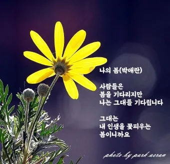 봄 시 모음 이해인 나태주 명시 모음_12