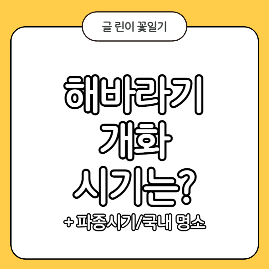 해바라기 개화시기