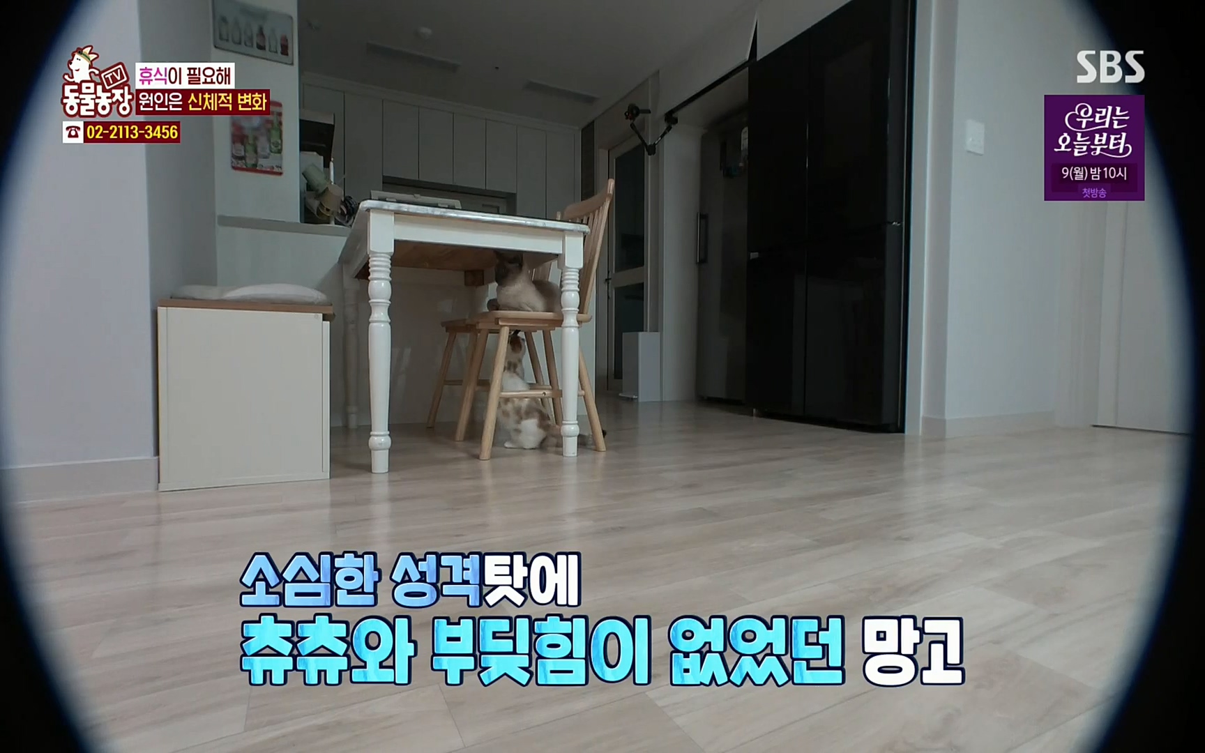 TV 동물농장.E1067.220501p.H264-F1RST.mp4_20220501_183108.245.jpg