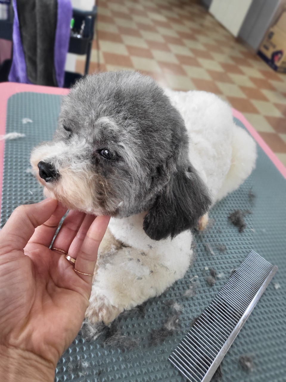 애견미용 정애견미용학원 김해점 실견실습