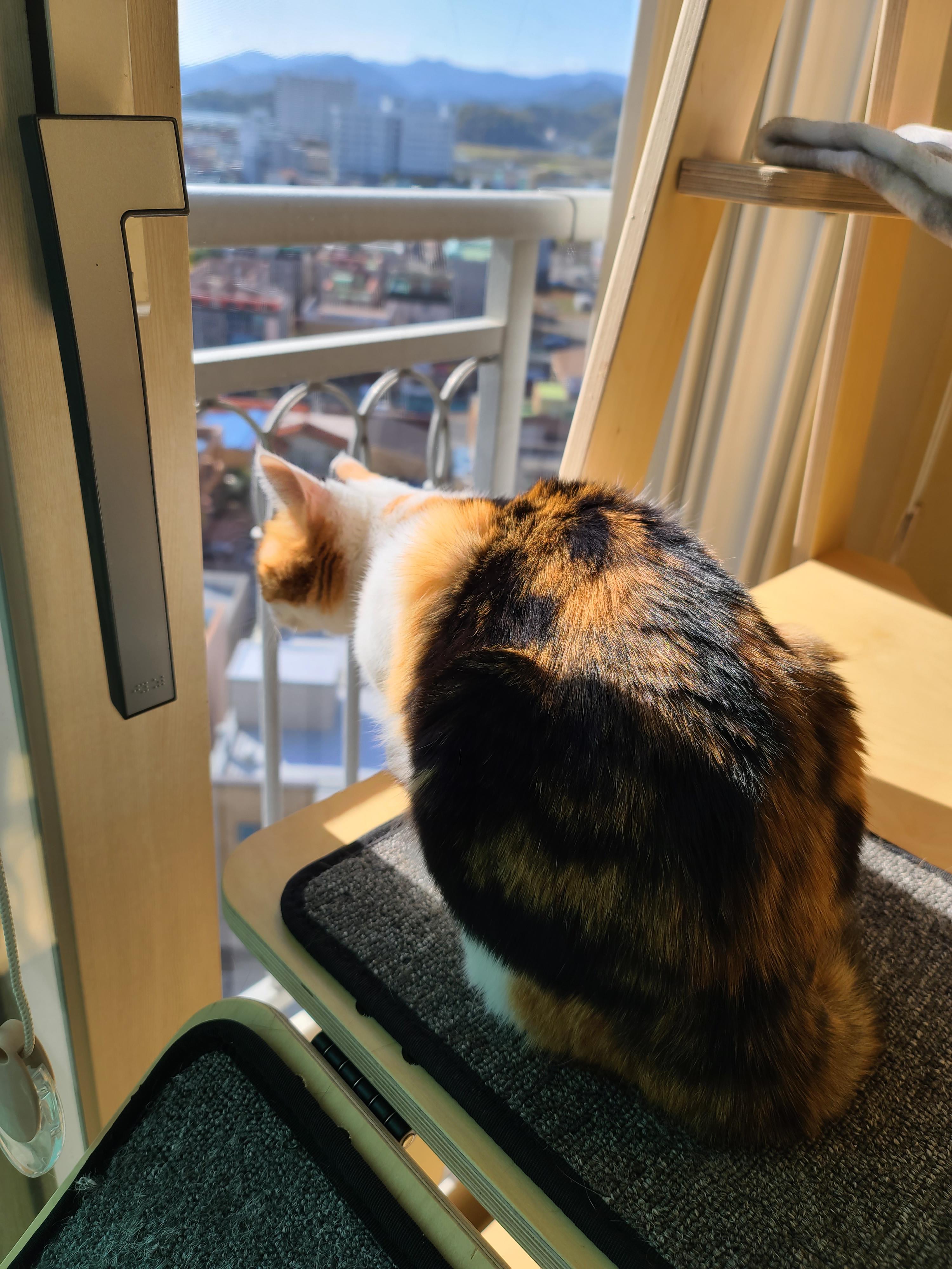 고양이들이 창밖을 보는 이유와 방묘창, 방묘문의 중요성