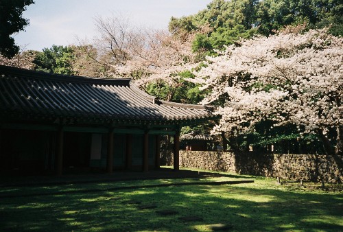 삼성혈의 벚꽃 풍경