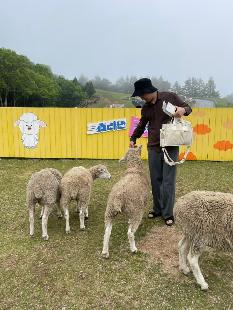 양 먹이