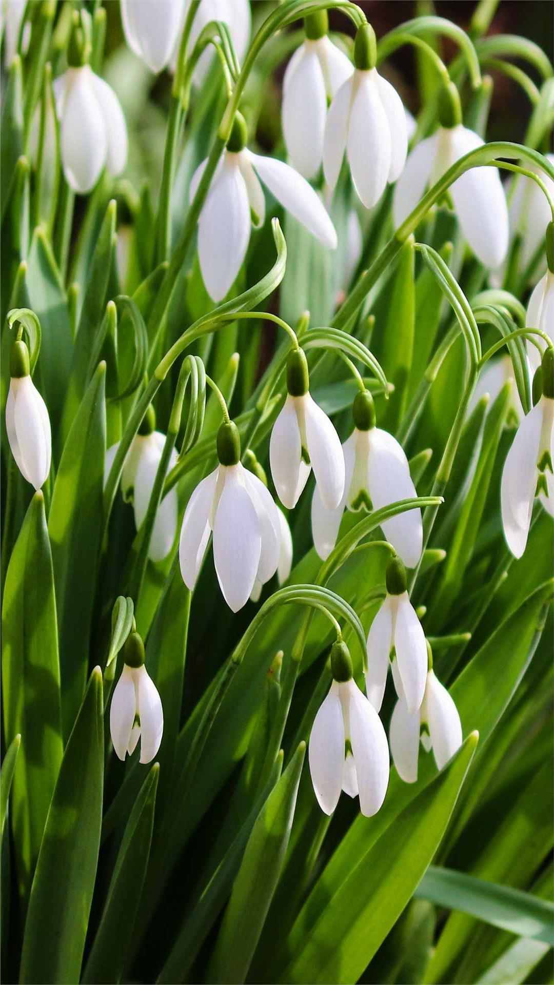 Snowdrop Flower iPhone Wallpaper