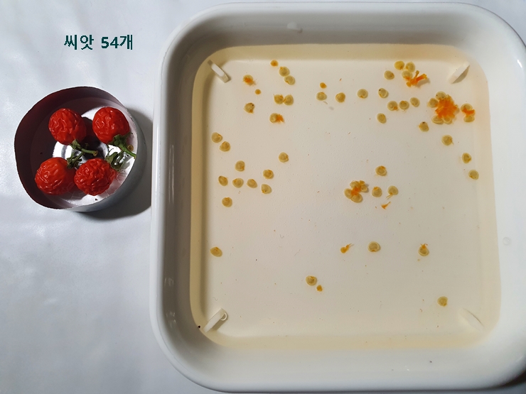 예루살렘 체리 씨앗 확인