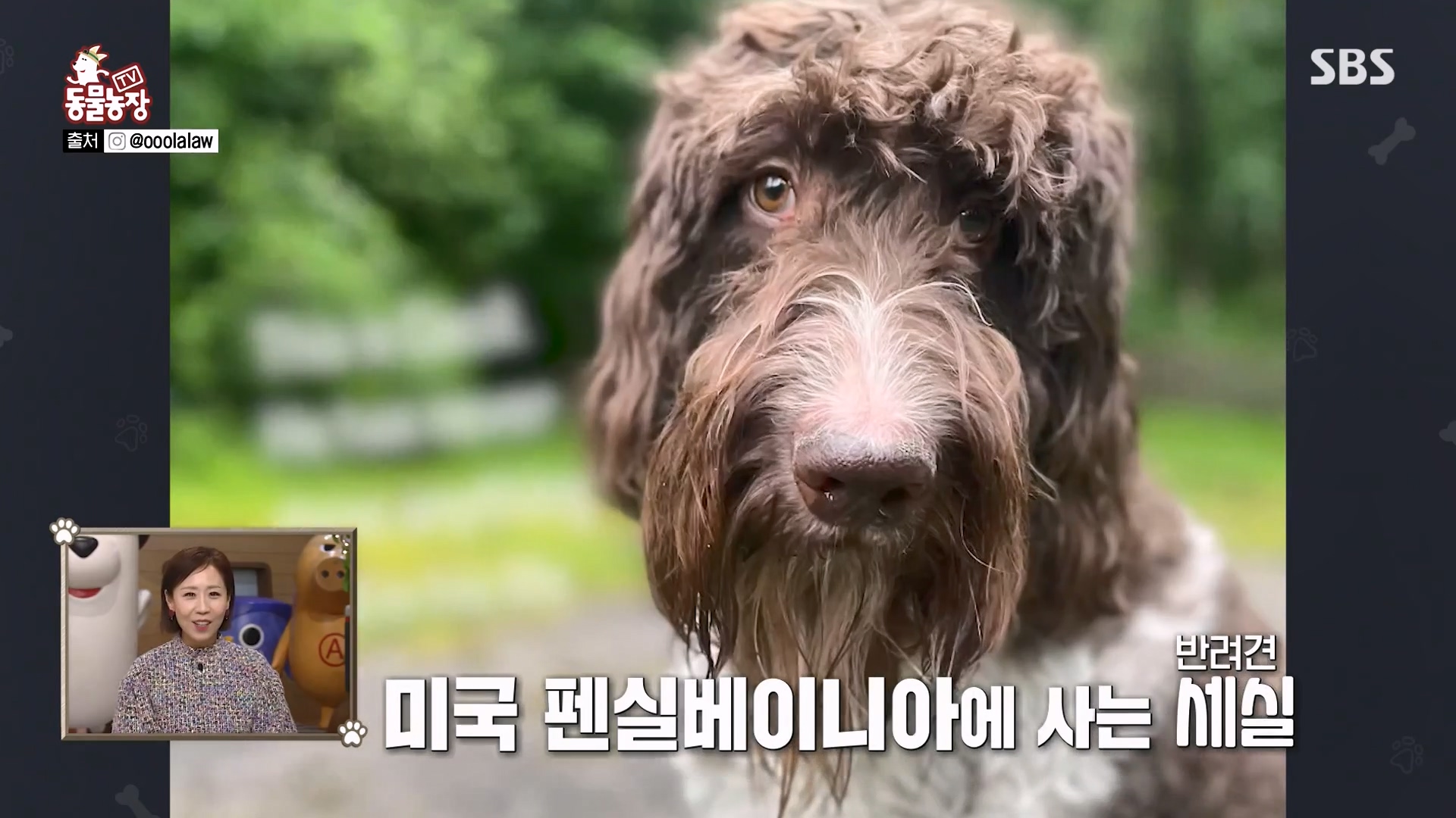 TV 동물농장.E1157.240204p-NEXT.mp4_20240204_164225.448.jpg