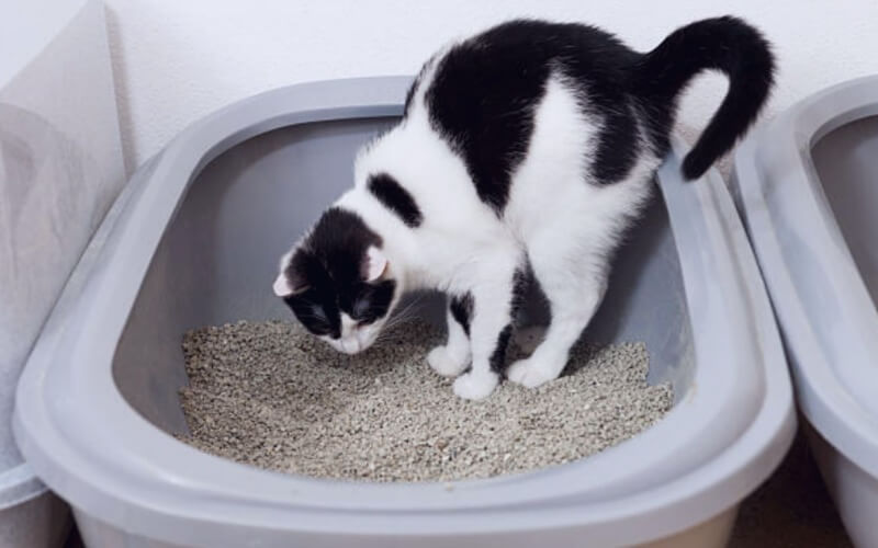 고양이-화장실-모래