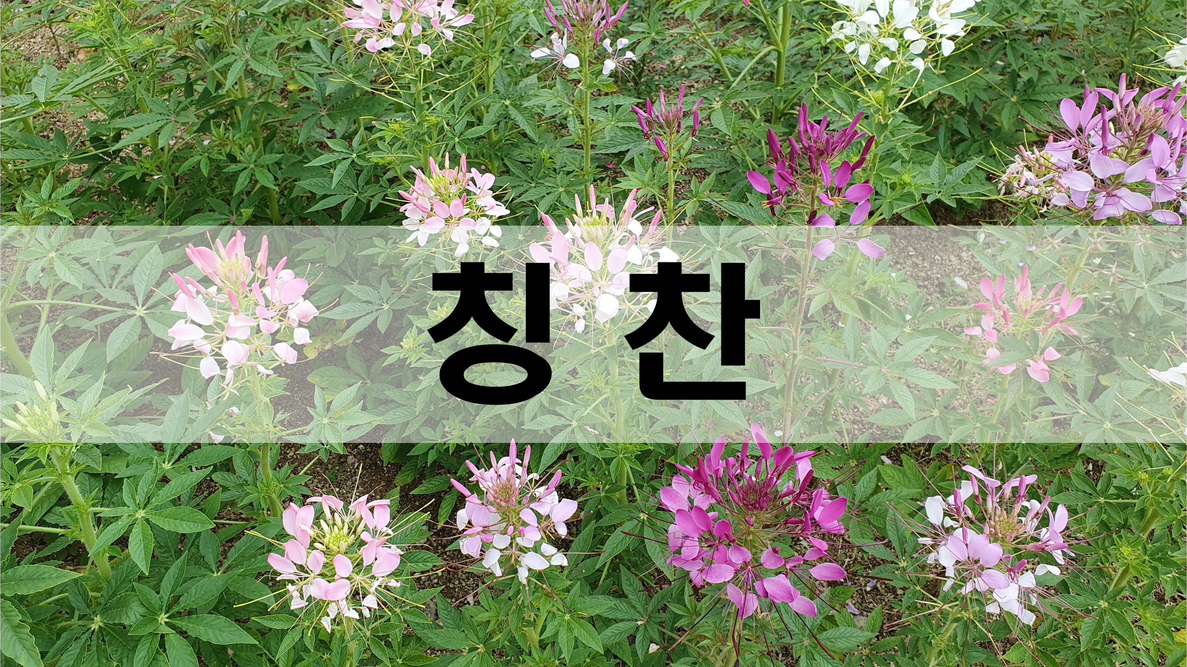  칭찬 [성장 명언]