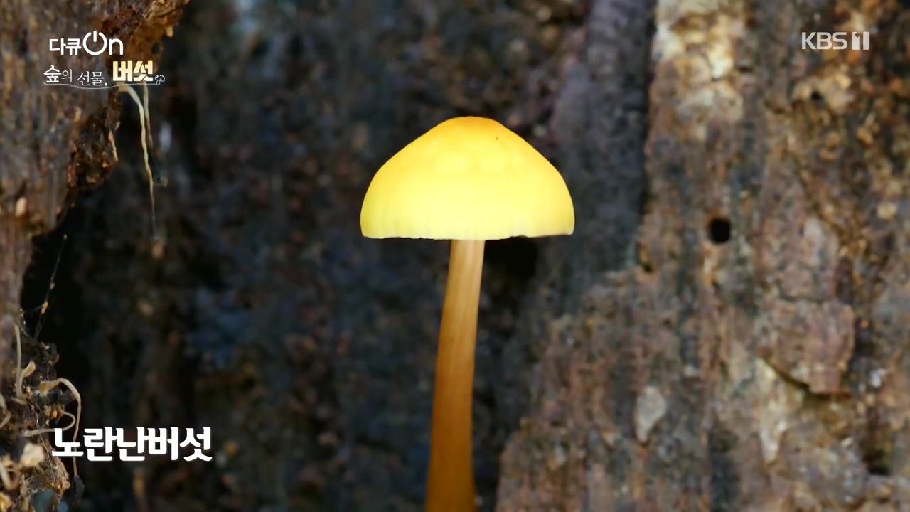 다큐 온.E227.231120p-NEXT.mp4_20231121_201837.718.jpg