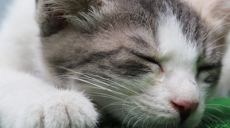 반려동물 보험 가입