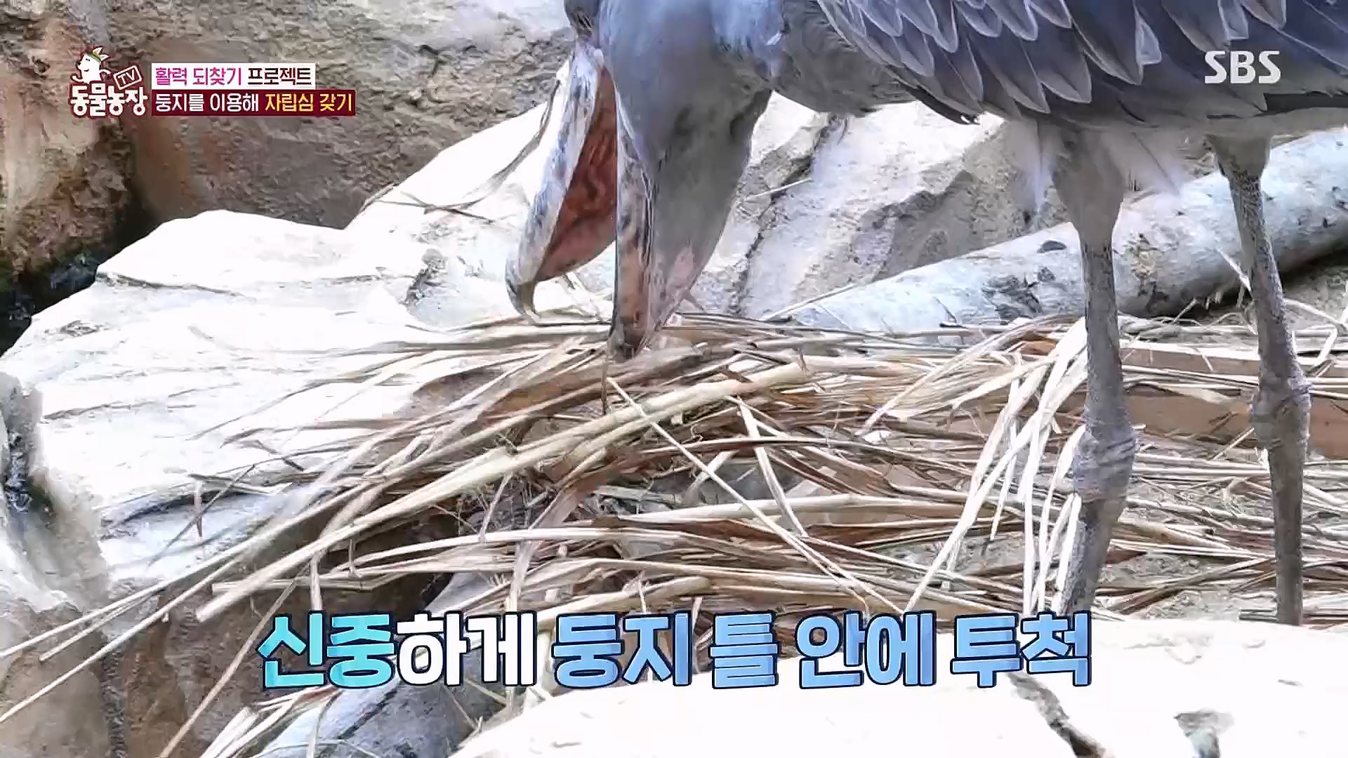 TV 동물농장.E1106.230129p.H264-F1RST.mp4_20230130_192740.475.jpg