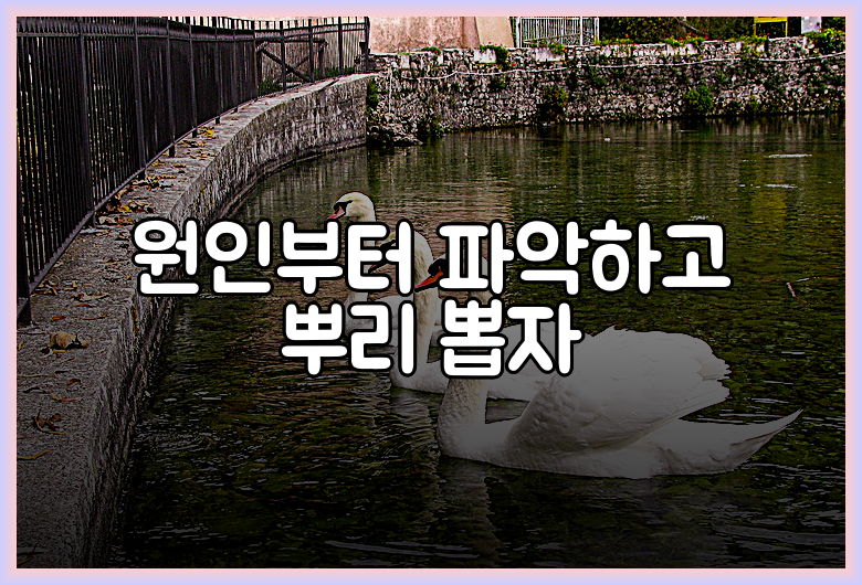 원인부터 파악하고 뿌리 뽑자