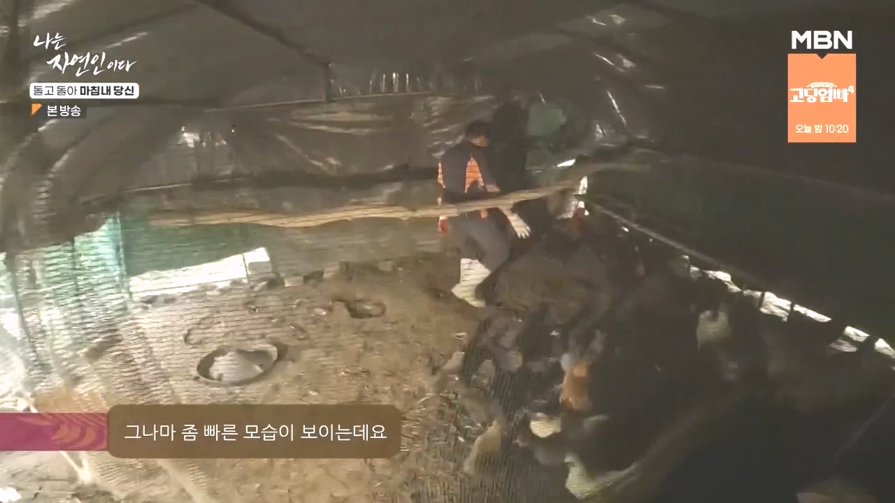 나는 자연인이다.E577.231026p-NEXT.mp4_20231026_200403.840.jpg