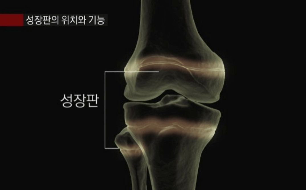 성장판-위치-기능