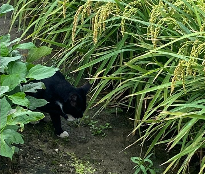 가을 들판 사진 가을 들판에서 12