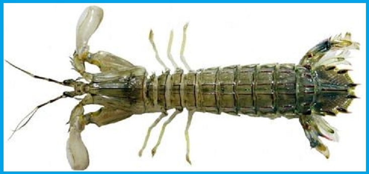 갯가재
