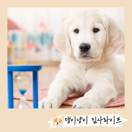 2개월-강아지-배변-훈련