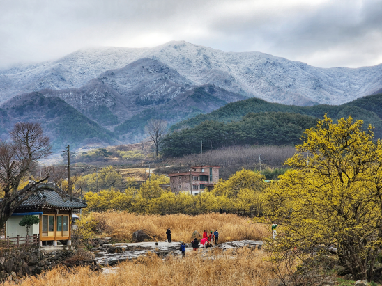 구례 산수유 꽃축제