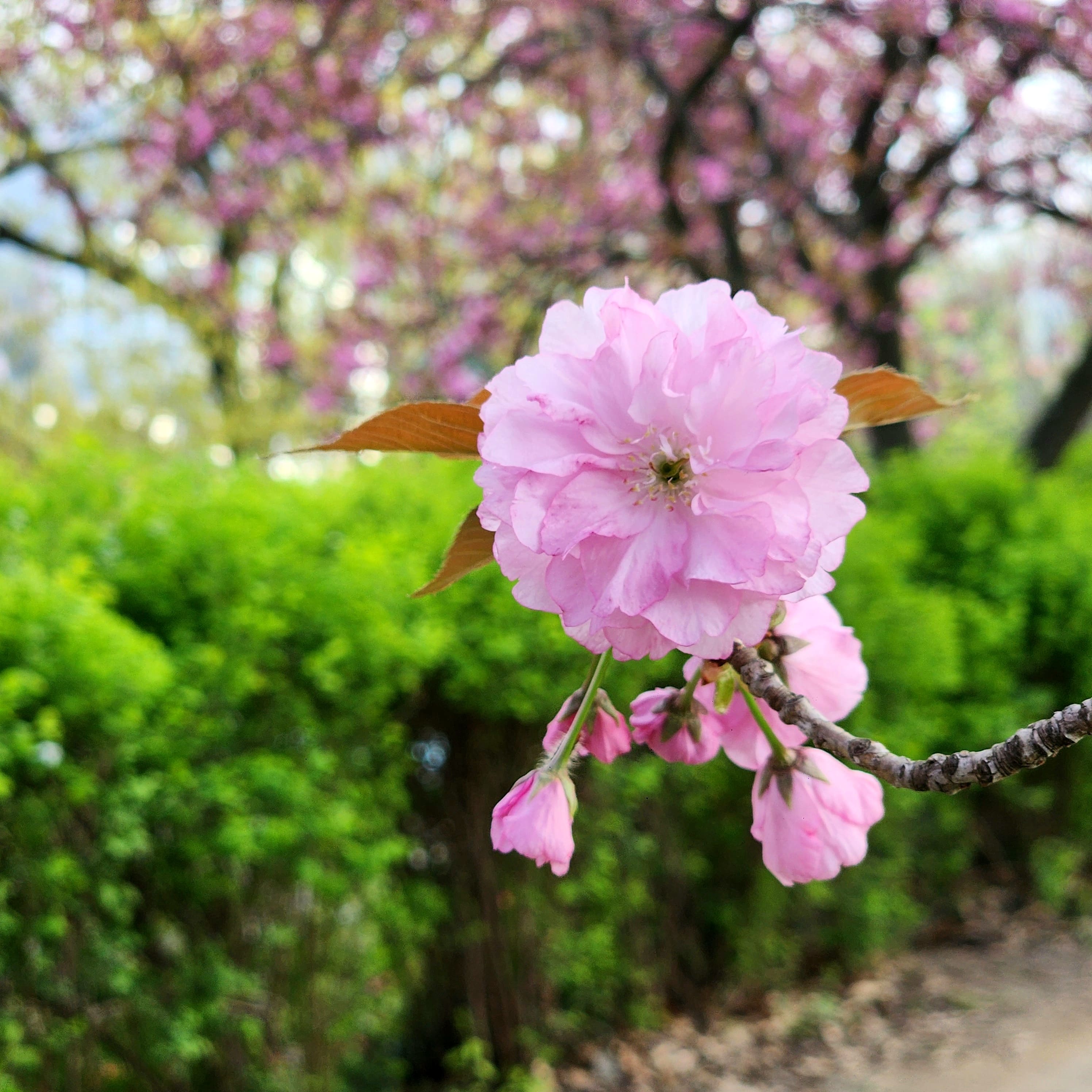 전주 완산칠봉꽃동산 名品 겹벚꽃