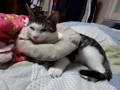 중성화 수술 후 넥카라를 하고 있는 고양이 홍이의 사진