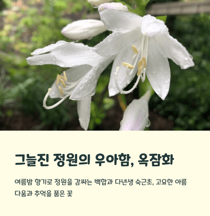옥잠화 꽃