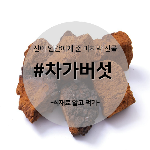  알고 먹기 55. #차가버섯