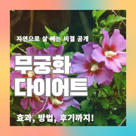 무궁화 다이어트