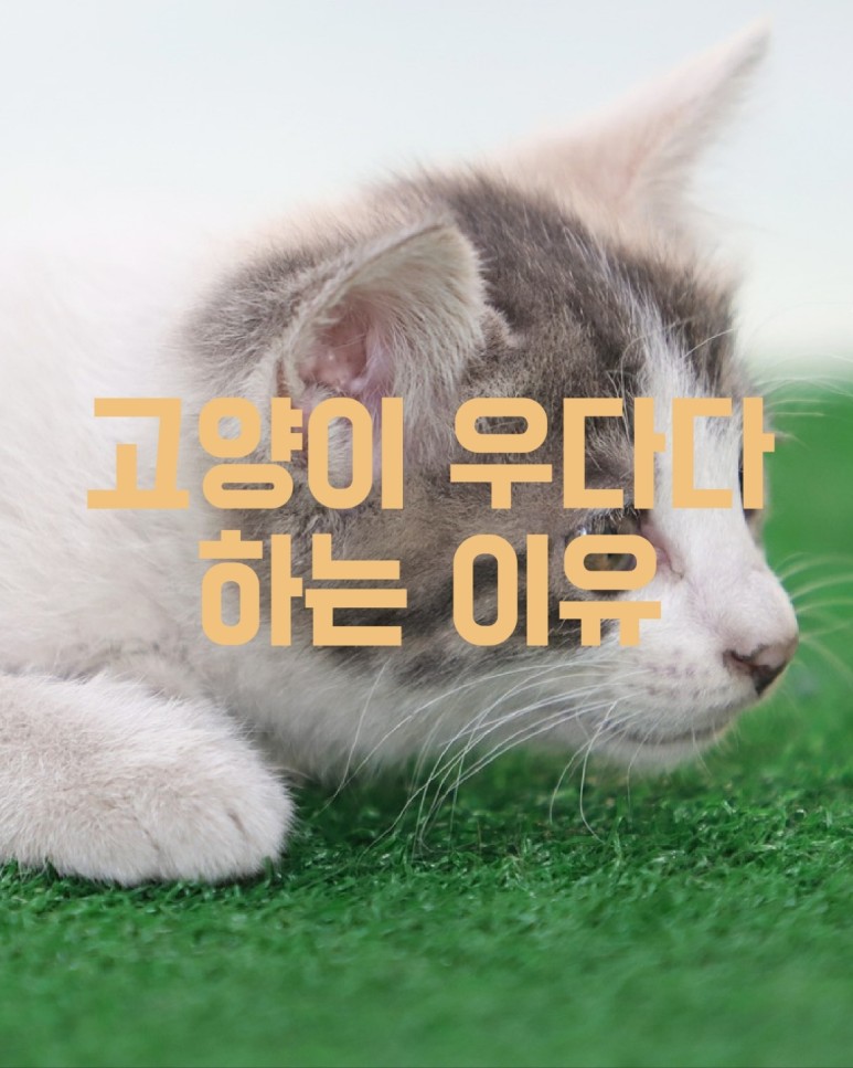 우다다 이미지