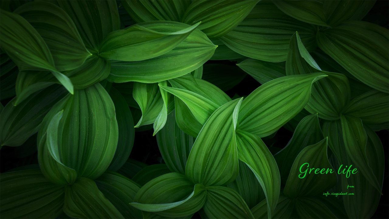 11 초록색 이파리들 C - Green life 연두색배경화면