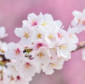 4월-9일-탄생화-벚나무