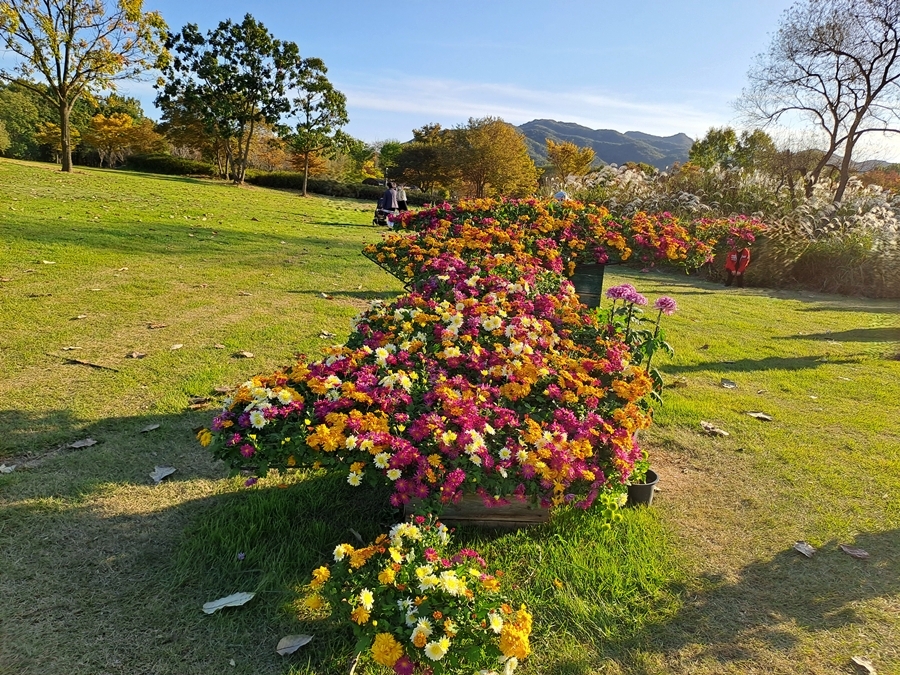 한반도-국화