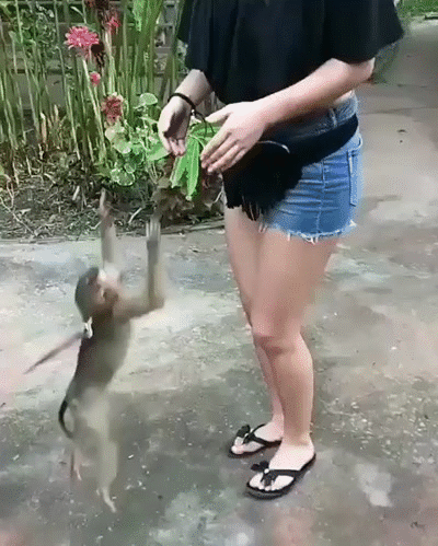  응큼한 원숭이