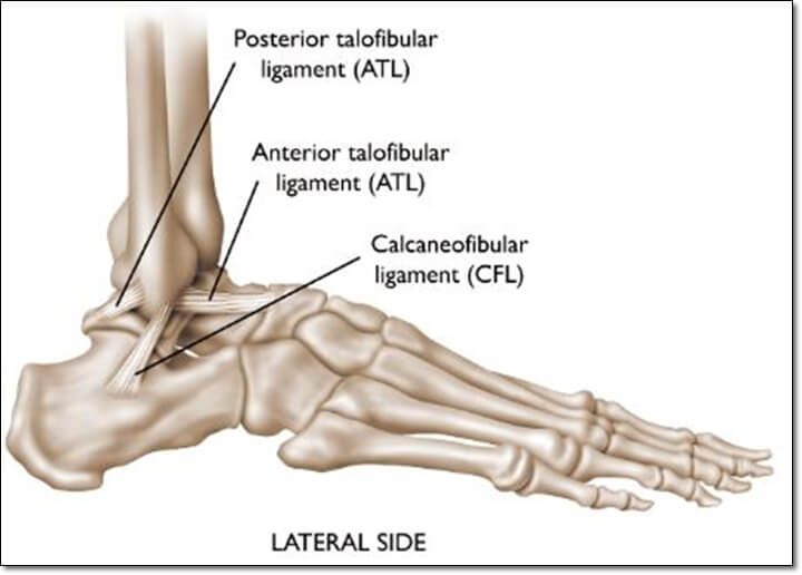 외측 발목 인대를 보여주는 해부학 그림