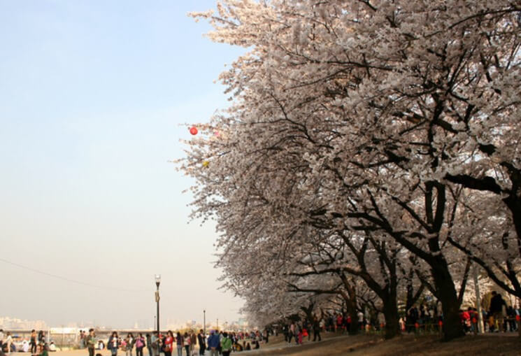 영등포 여의도 벚꽃 축제 전경
