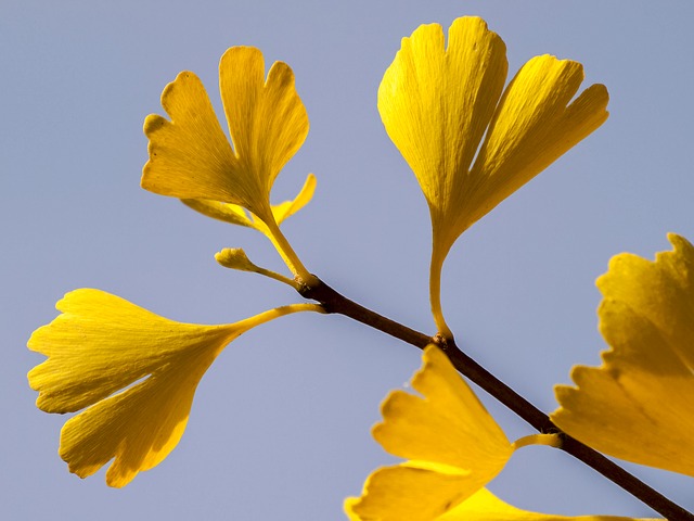 하트모양의 노란 은행나뭇잎
