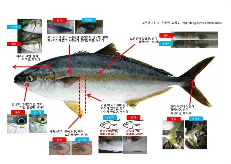 방어 부시리 구별법
