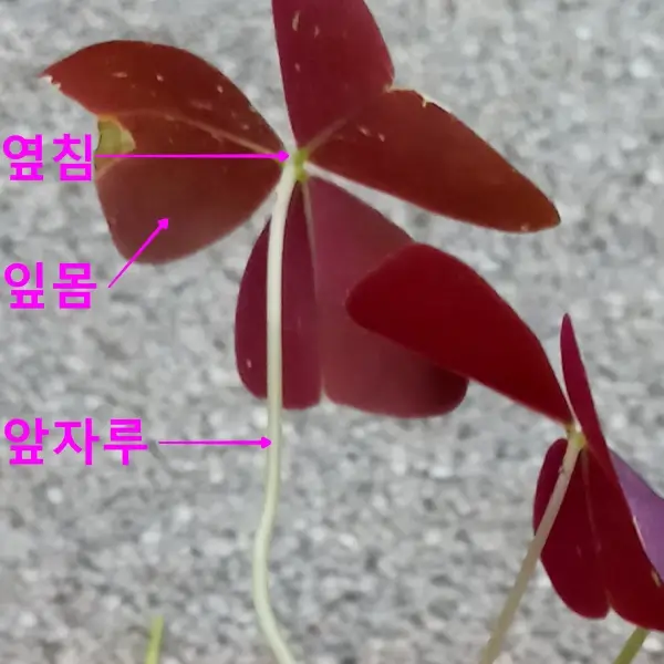 사랑초-잎의-구조를-설명한-사진