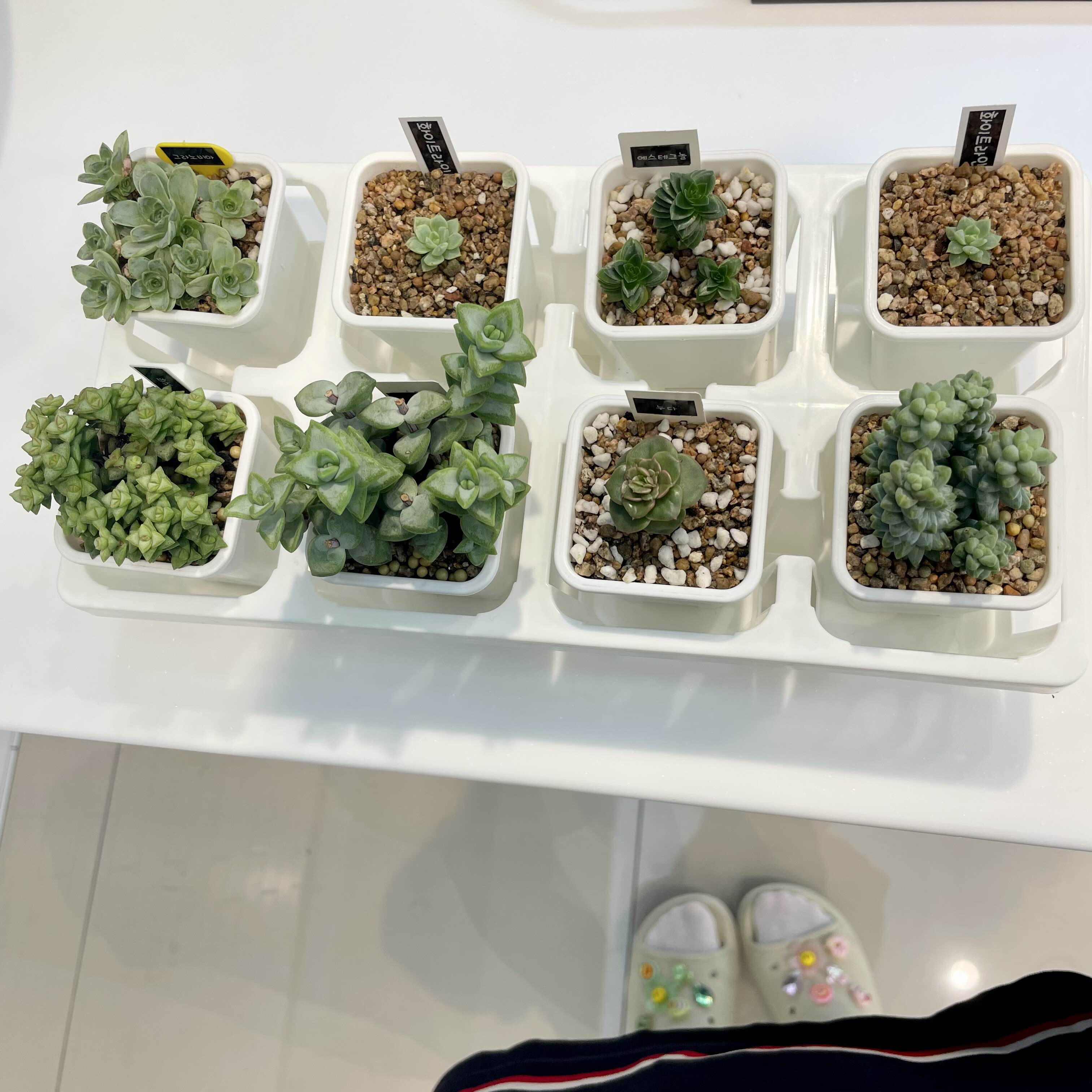  화분 연결구로 다육이 깔끔하게 정리하기