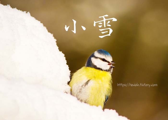 눈위에 앉아있는 노란새