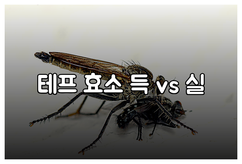 테프 효소 득 vs 실