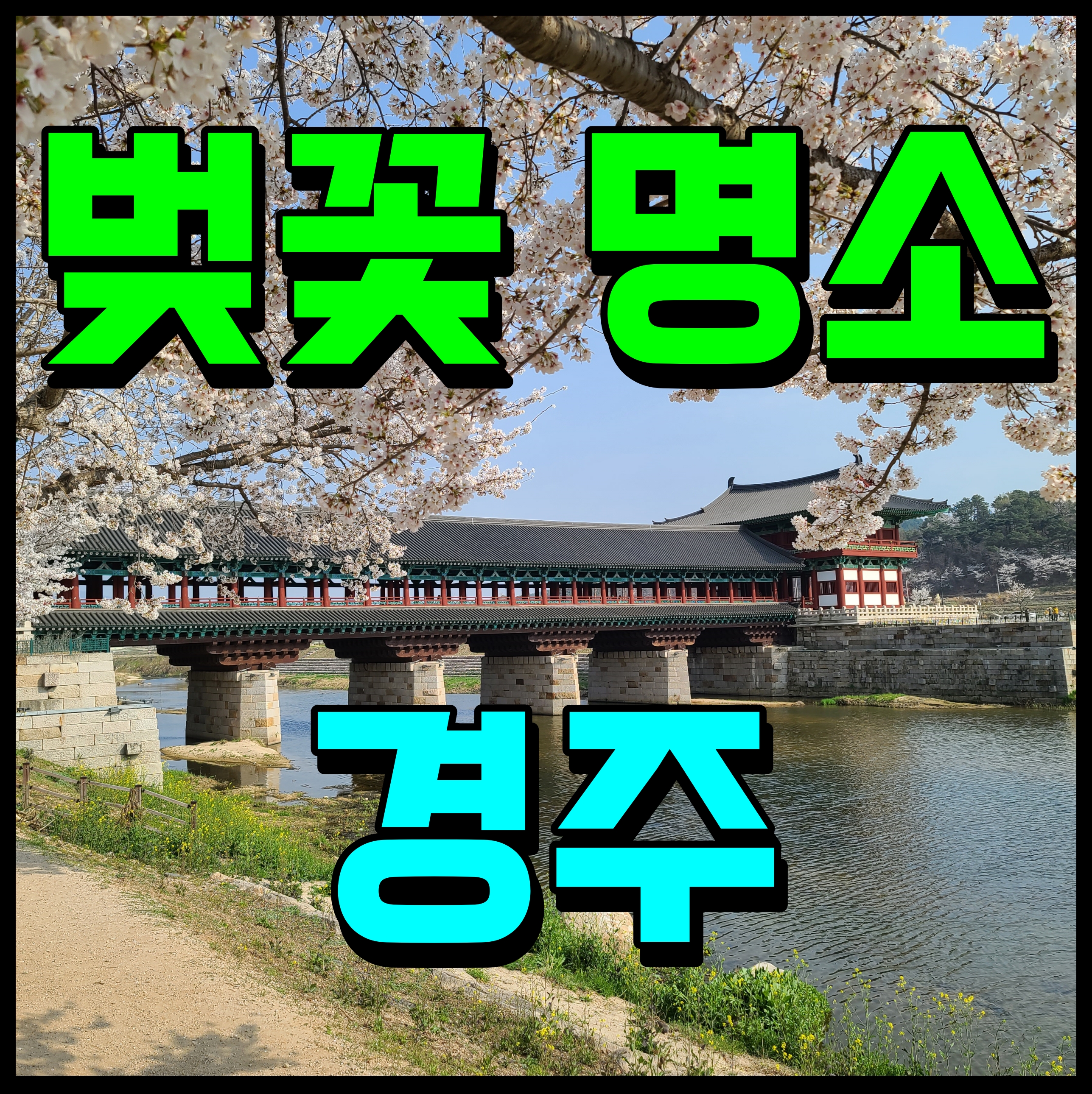  경주 벚꽃 명소 교촌마을 월정교 나들이 산책로 따라 걸어보자