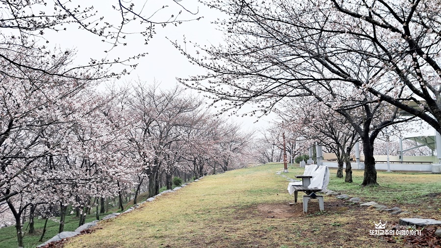 벚꽃나무 사이로 의자가 있다