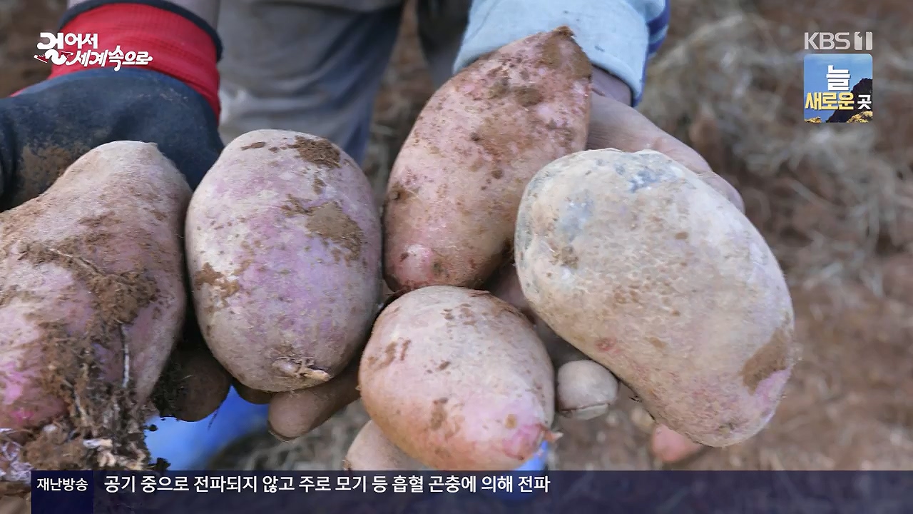 걸어서 세계속으로.E819.231126p-NEXT.mp4_20231126_175509.328.jpg