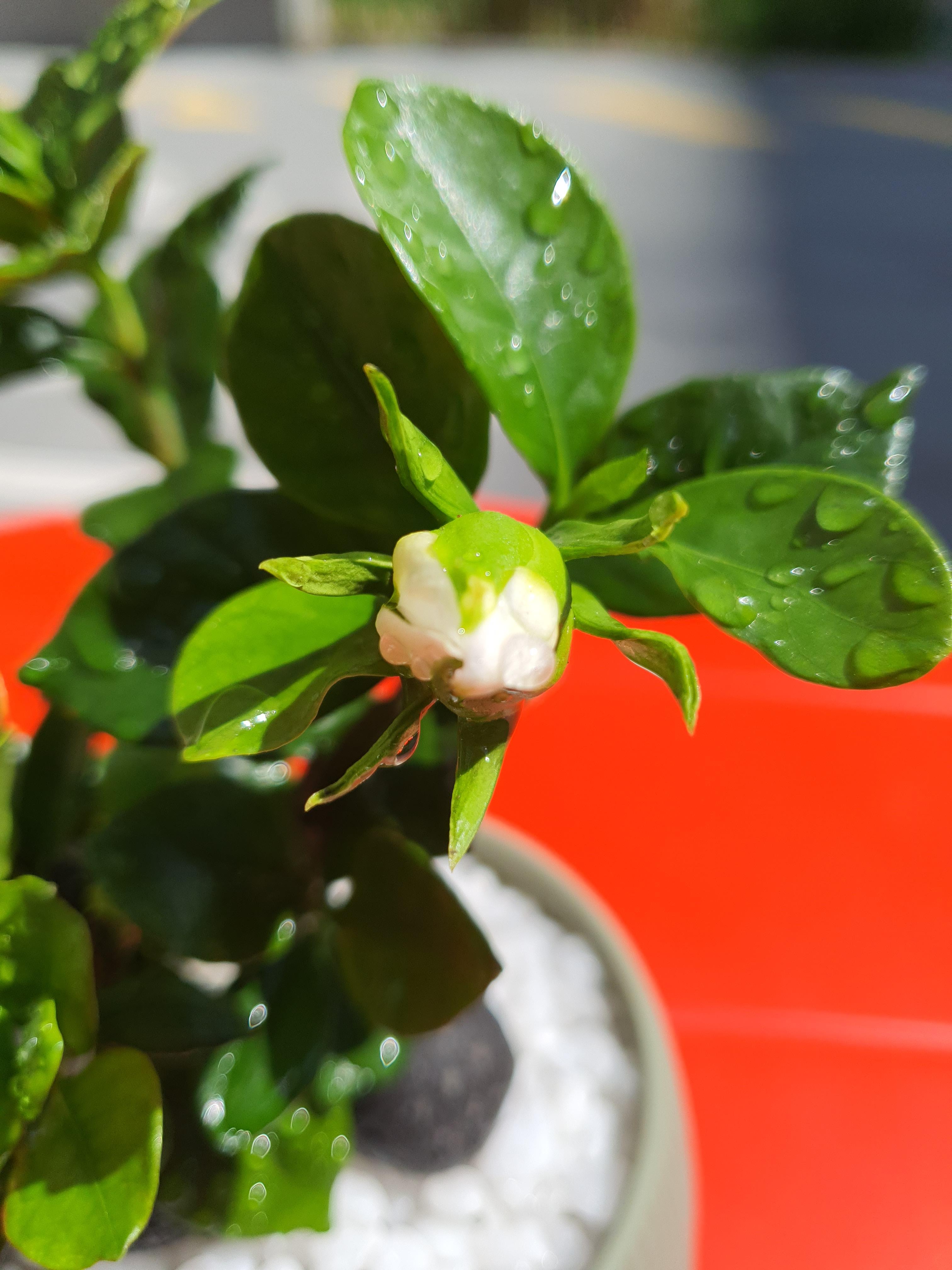 Gardenia Jasminoides&#44; Cape Jasmine
