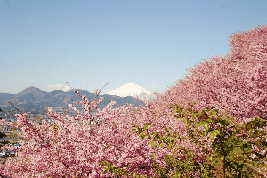 일본-2월-축제-마츠다-벚꽃-축제
