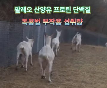 팔레오-산양유-프로틴-단백질-복용법-부작용