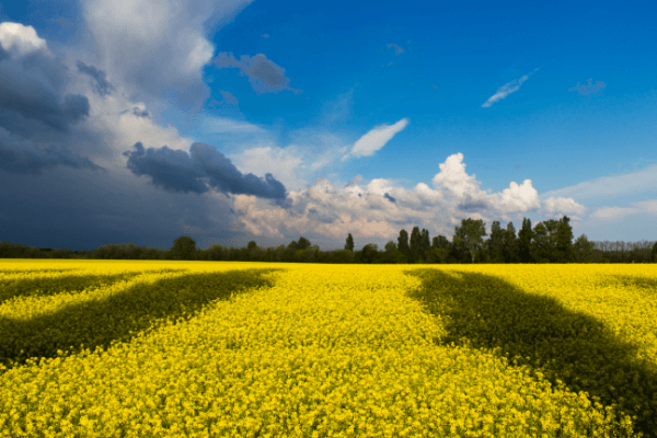우크라이나-유채꽃농장-모습